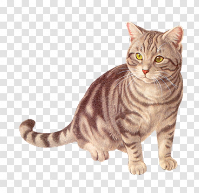 Basset Hound Cat Kitten - Ocicat - Pet Transparent PNG