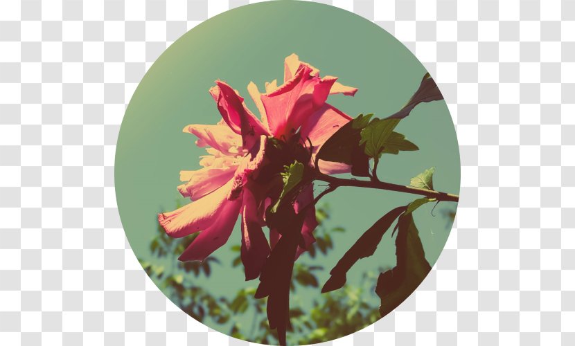 Cristina Yang Motivational Poster Islam - Flower - Blume Transparent PNG
