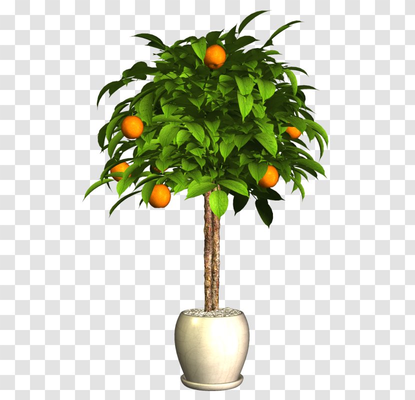 Bitter Orange Image Vector Graphics - Tree - Plants Transparent PNG