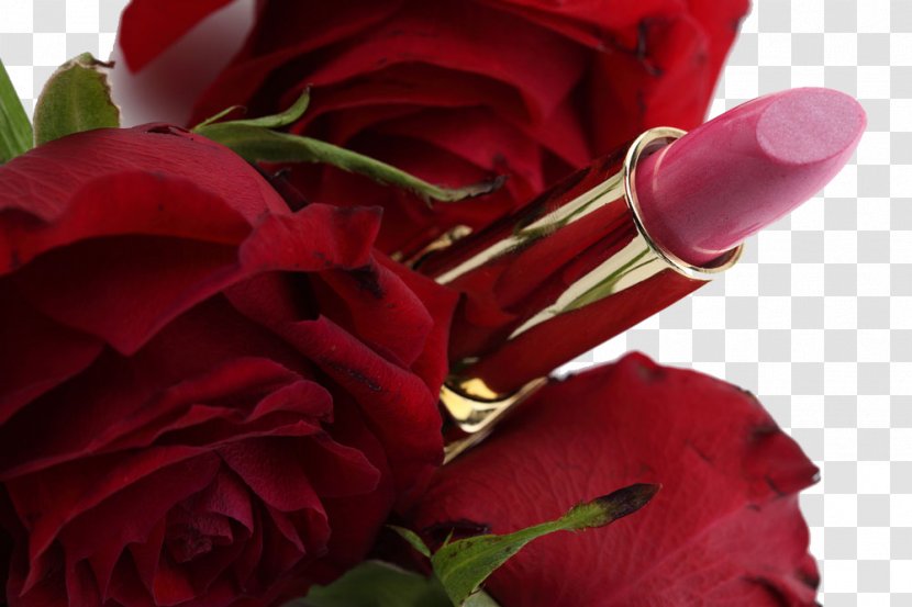 Lipstick Make-up - Cut Flowers - Rose Lane Transparent PNG