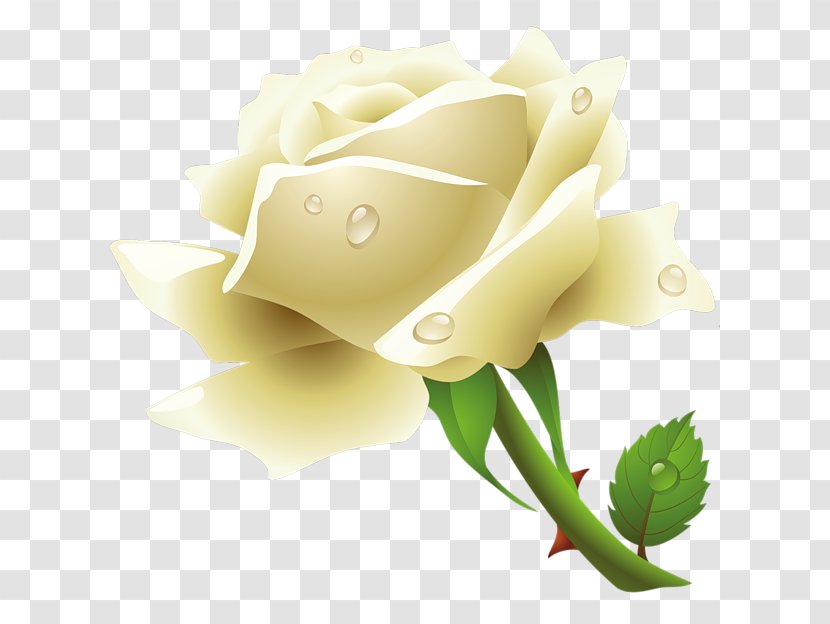 Rose White Clip Art - Roses Transparent PNG