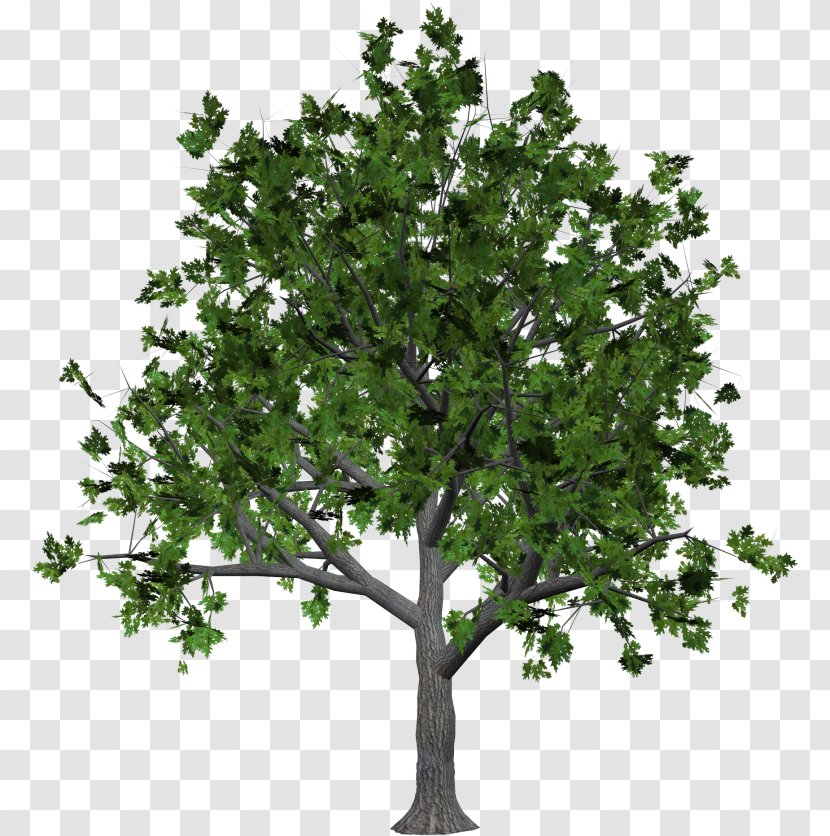 Clip Art Tree Download Image - Evergreen Transparent PNG