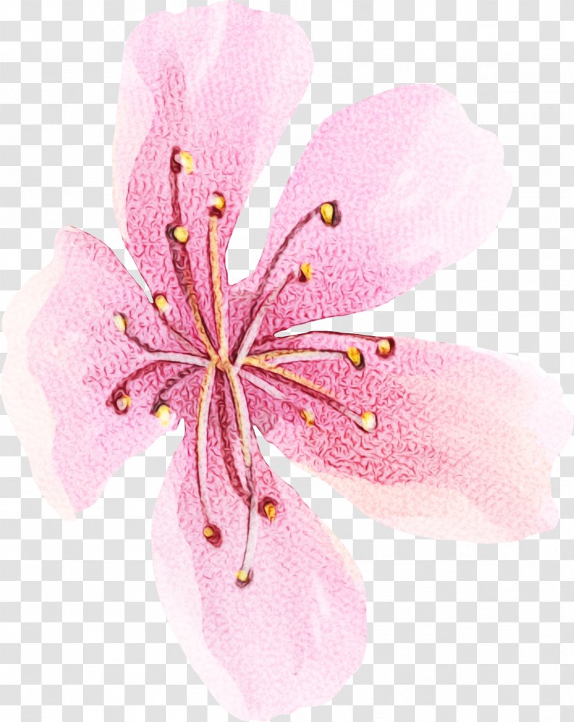 Pink Flower Cartoon - Hibiscus - Geraniales Wildflower Transparent PNG