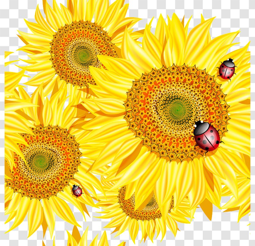 Common Sunflower Bee Euclidean Vector Clip Art - Yellow - Beautiful With Ladybug Design Material Transparent PNG