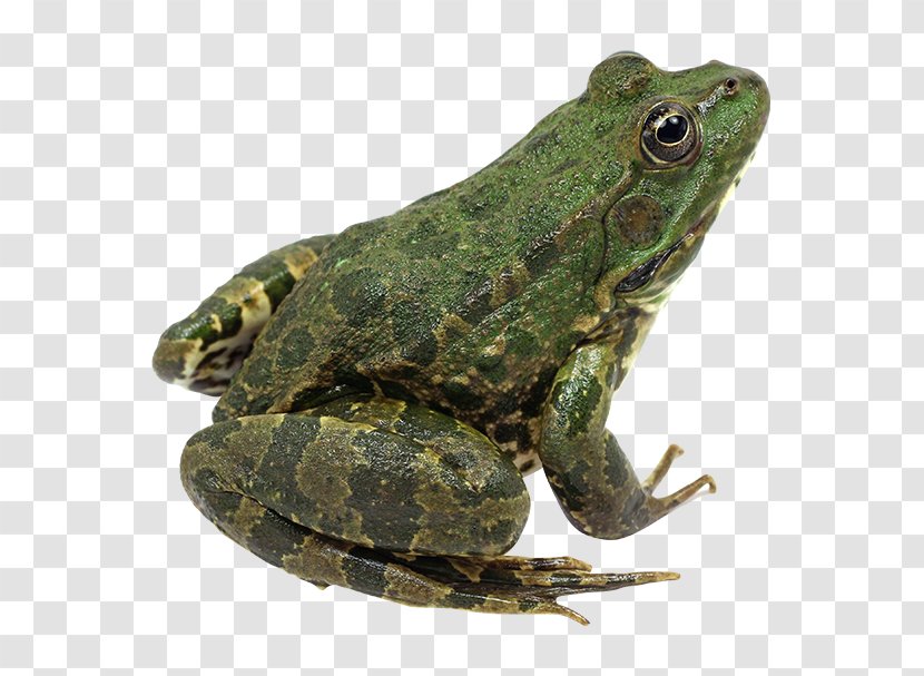 True Frog Amphibian Edible Toad - Bullfrog - Blush Pink Transparent PNG