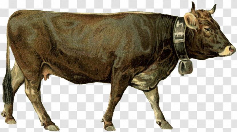 Dairy Cattle Ox Bull - Terrestrial Animal Transparent PNG