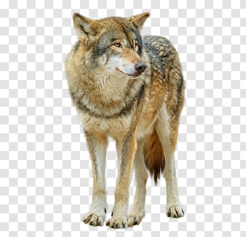 Saarloos Wolfdog Gray Wolf High-definition Television - Jackal - Pictures Transparent PNG