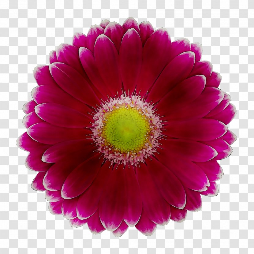 Transvaal Daisy Chrysanthemum Cut Flowers Magenta Close-up - Aster Transparent PNG