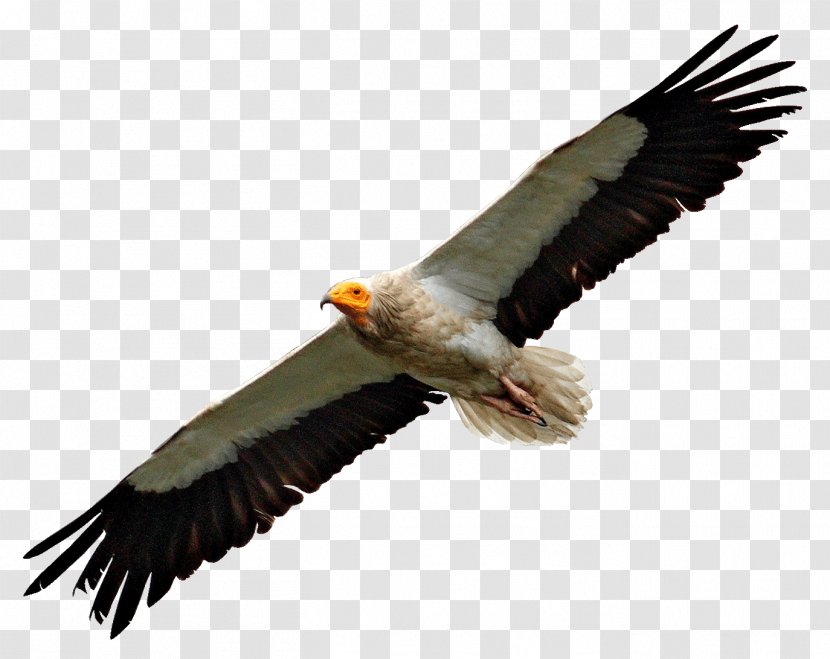 Egyptian Vulture Turkey Bald Eagle Bird - Flight - Hot Pot Transparent PNG