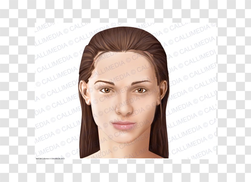 Anatomia Y Fisiologia Anatomy Head Cheek Physiology - Tree - Eye Transparent PNG