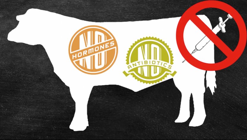 Jersey Cattle Beef Hormone Controversy Milk Clip Art - Text - Images Transparent PNG