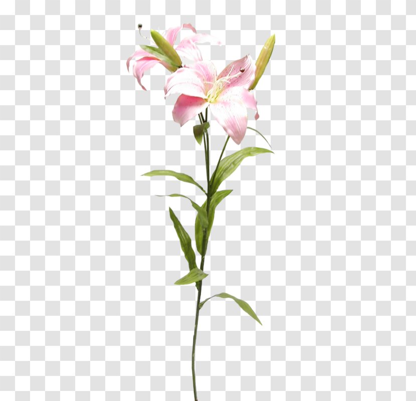 Cut Flowers Lilium Lily Of The Incas - Logo - Flower Transparent PNG