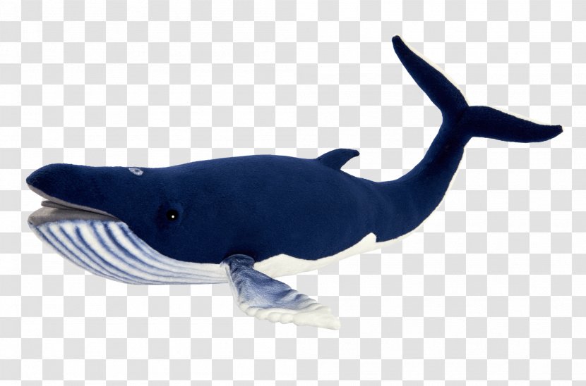 Rough-toothed Dolphin Aquatic Animal Whale Marine Biology - Roughtoothed - Whales Transparent PNG