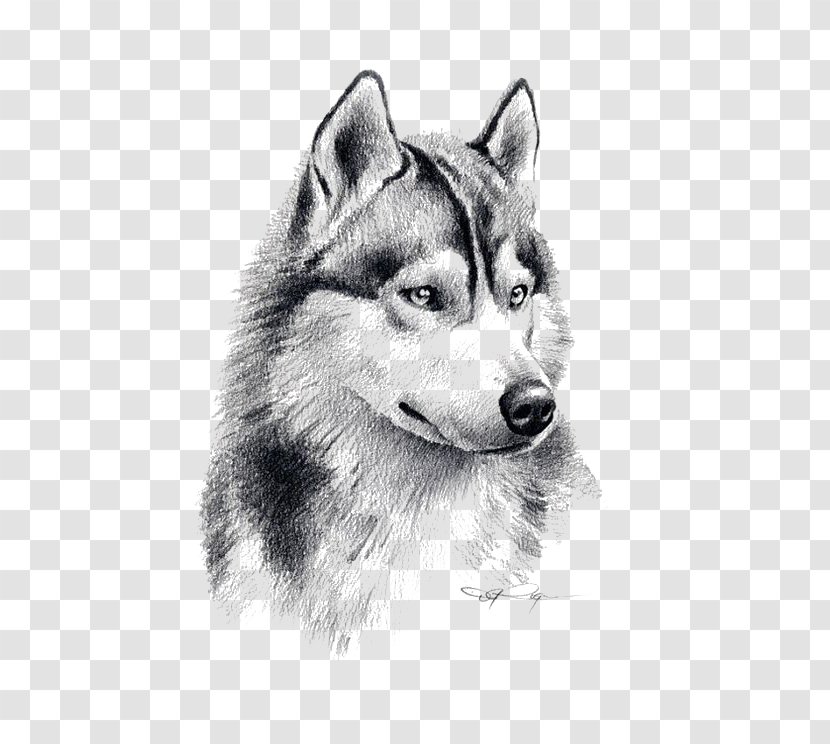 Siberian Husky Puppy Drawing Pencil Art - Dog - Sketch Wolf Transparent PNG
