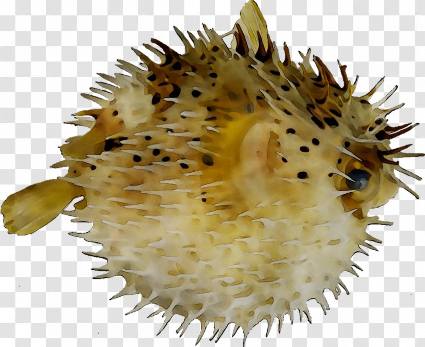 Pufferfish Long-spine Porcupinefish Spot-fin Diodon Eydouxii - Keyword Research Transparent PNG