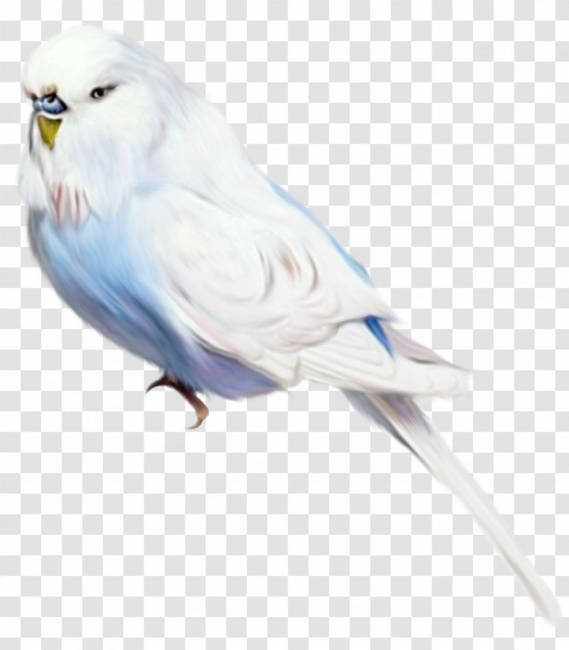 Bird Parrot Clip Art - Painting Transparent PNG