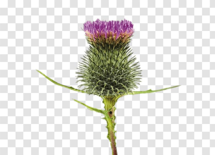 Image Stock Photography Royalty-free - European Marsh Thistle - Photographer Transparent PNG