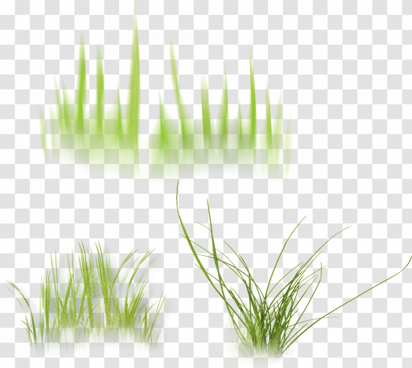 Wheatgrass Vetiver Desktop Wallpaper Computer Herb - Plant Stem - Gravel Cliparts Transparent PNG