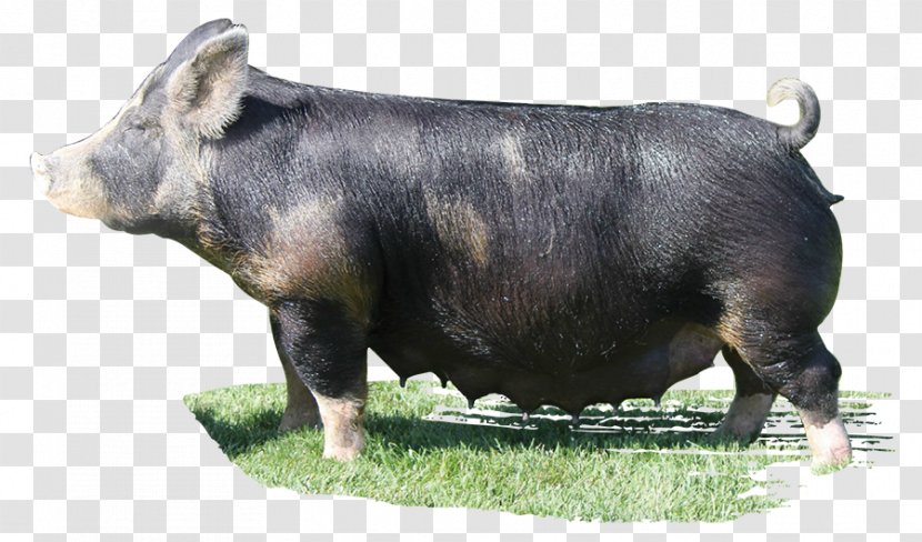 Domestic Pig Cattle Livestock Snout - Boar Transparent PNG
