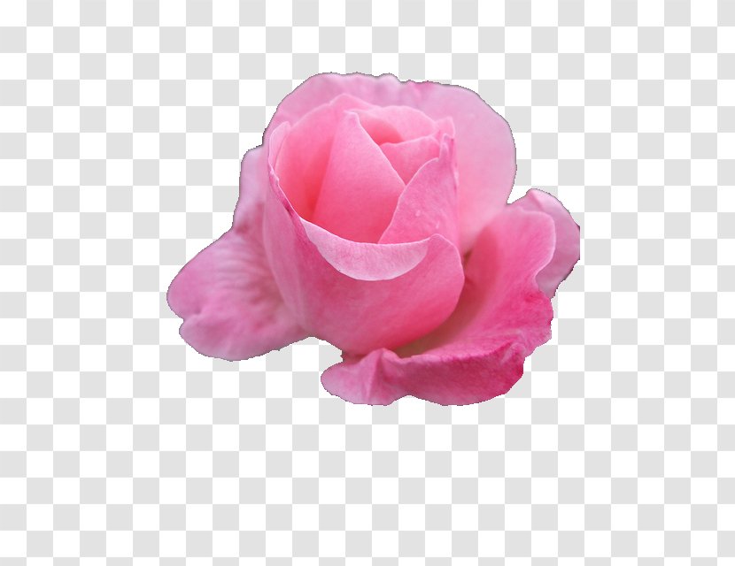 Flower Bouquet Rose Wreath Pink Flowers - Garden Roses - Light Transparent PNG
