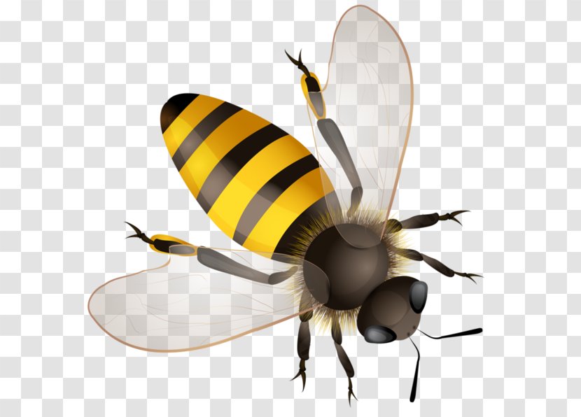 Worker Bee Hornet Bumblebee Africanized - Western Honey Transparent PNG