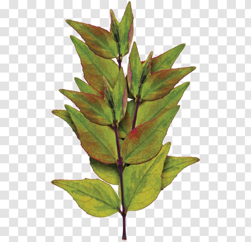 Leaf Plant Stem Beauty Art - June 10 - Green Leaves Transparent PNG