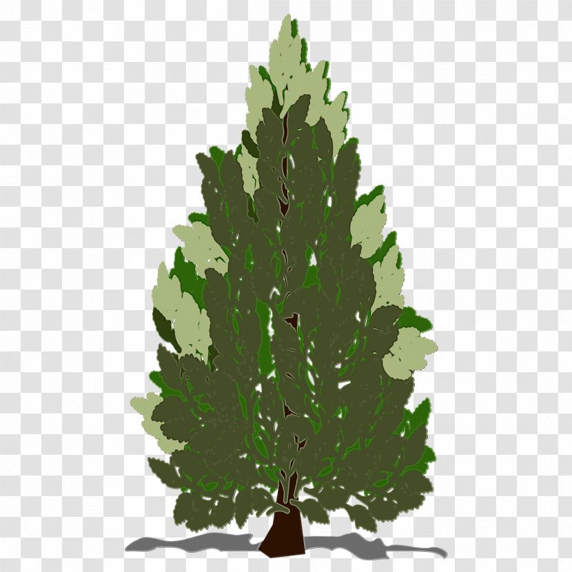 Tree Leaf White Pine Oregon Plant - Colorado Spruce Red Transparent PNG
