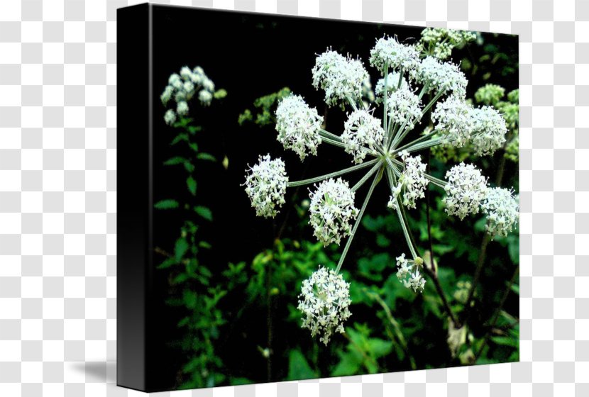 Cow Parsley Wild Celery Ajwain Cicely Herb - Flowers Transparent PNG