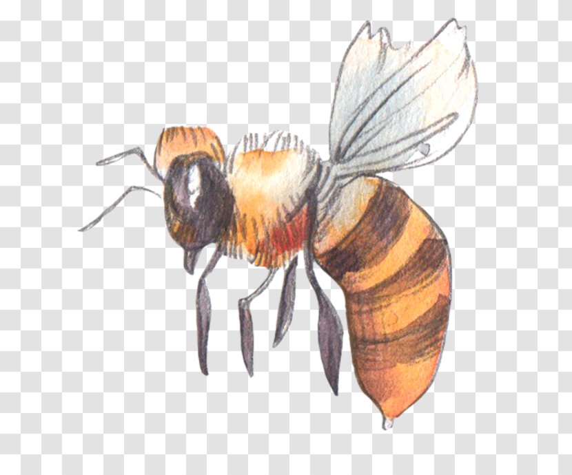 Honey Bee - Venom Transparent PNG