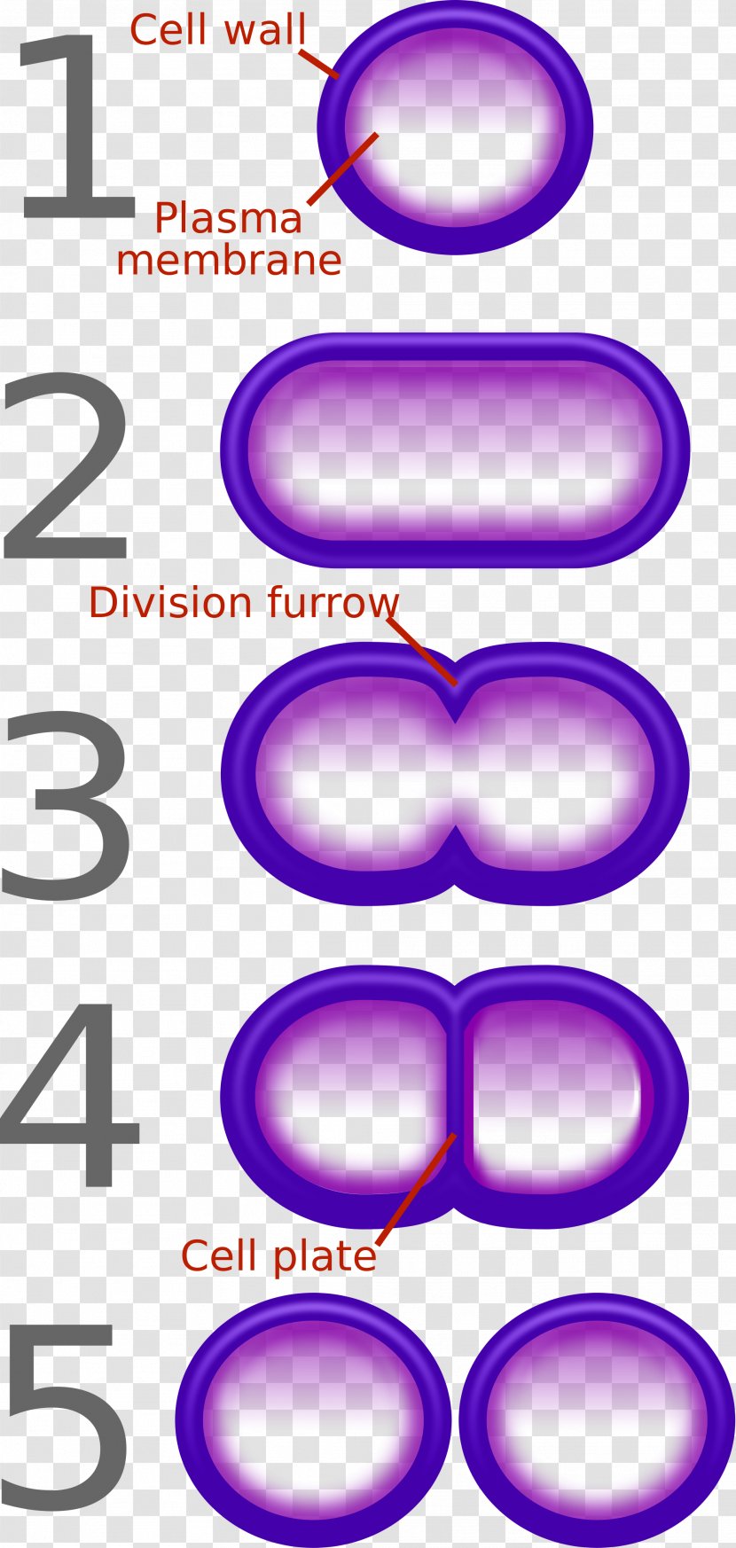 Fission Bacteria Binary Number Reproduction Cell - Asexual - Air Pollution Diagram Transparent PNG