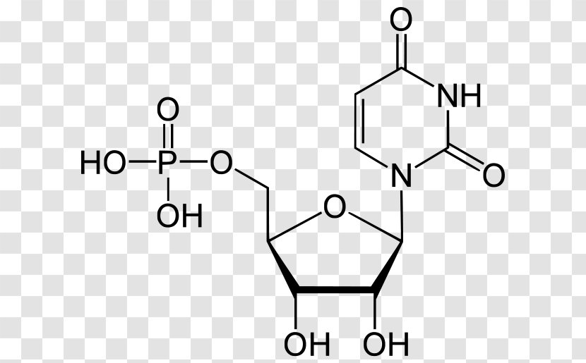 Thymidine Monophosphate Adenosine Deoxyuridine - Cartoon - Watercolor Transparent PNG