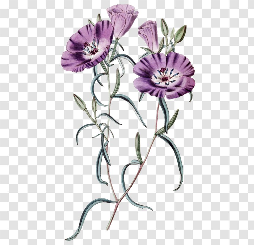 Cut Flowers Floral Design Gardening Plant Pest Control Transparent PNG