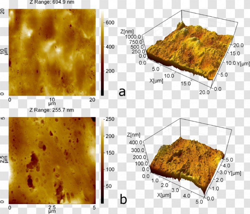 Human Skin Surface Finish Atomic Force Microscopy Topography - Cuisine - Bulk Modulus Transparent PNG