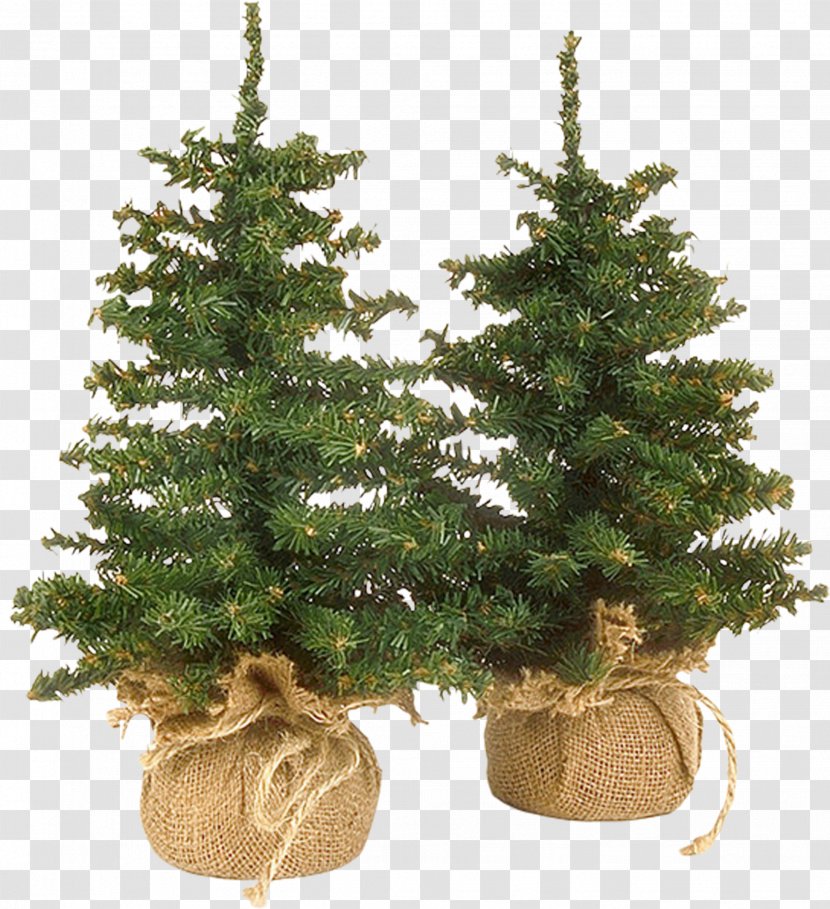 Christmas Ornament Spruce New Year Tree Clip Art - Houseplant - Bonsai Trees Transparent PNG