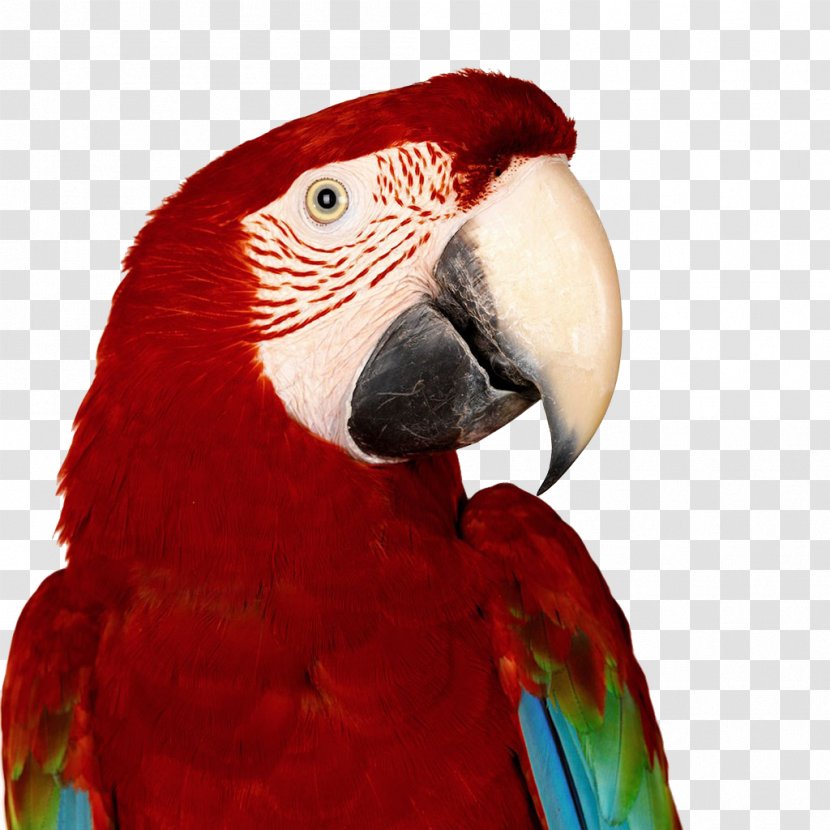 Quadro Interior Design Services Painting Monica Macaw - Color - Parrot Transparent PNG