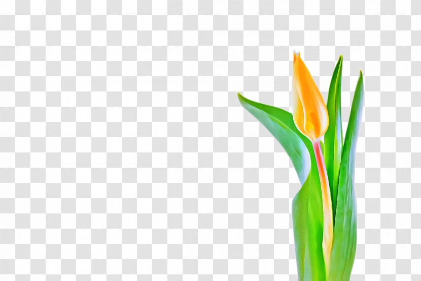 Flowers Background - Vase - Bird Of Paradise Transparent PNG