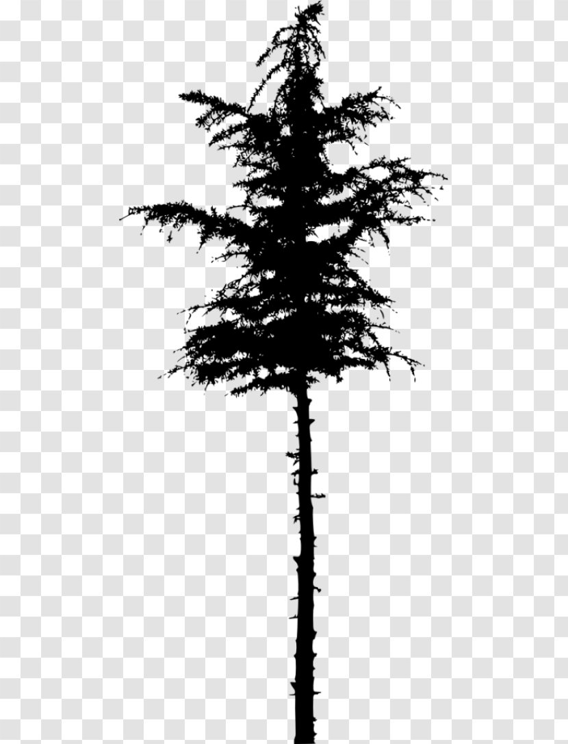 Spruce Pine Fir - Monochrome Photography - Tree Transparent PNG