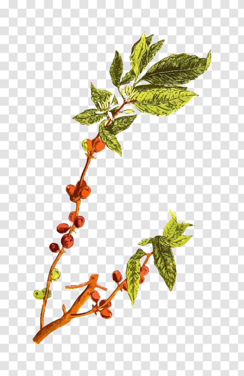 Arabica Coffee Cafe Bean - Plant Transparent PNG