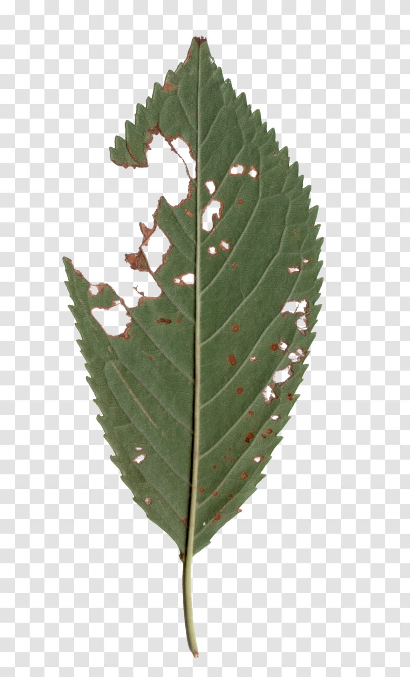 Plant Pathology Leaf Transparent PNG