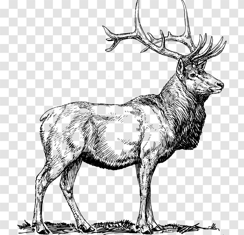 Elk Deer Clip Art - Black And White Transparent PNG