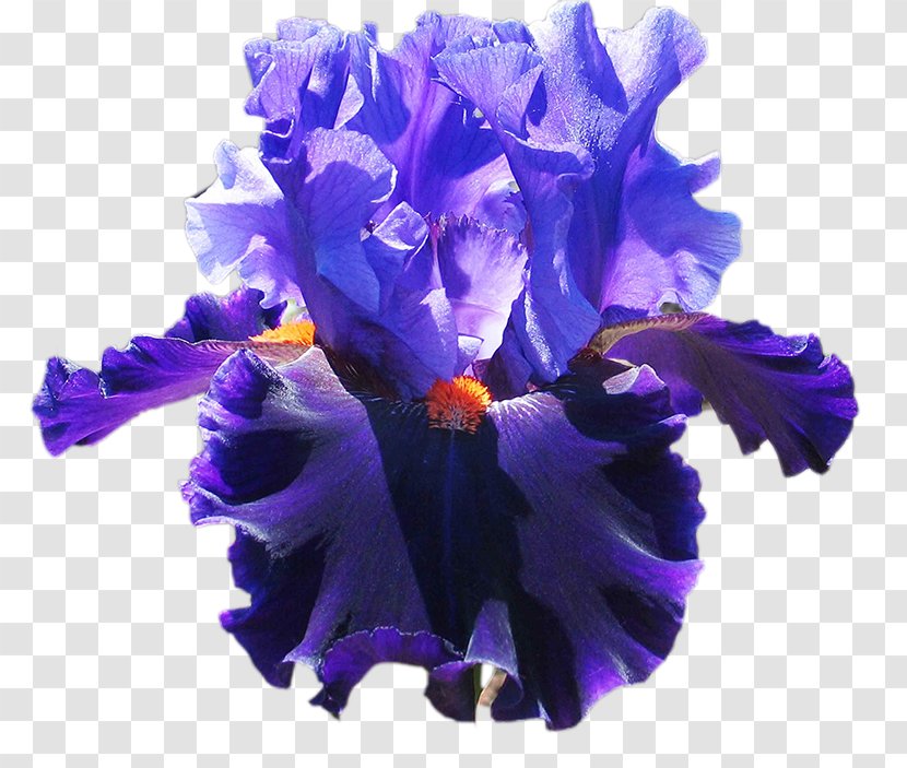 Irises Blue Cut Flowers Violet Flower Garden - Petal - Orange Transparent PNG