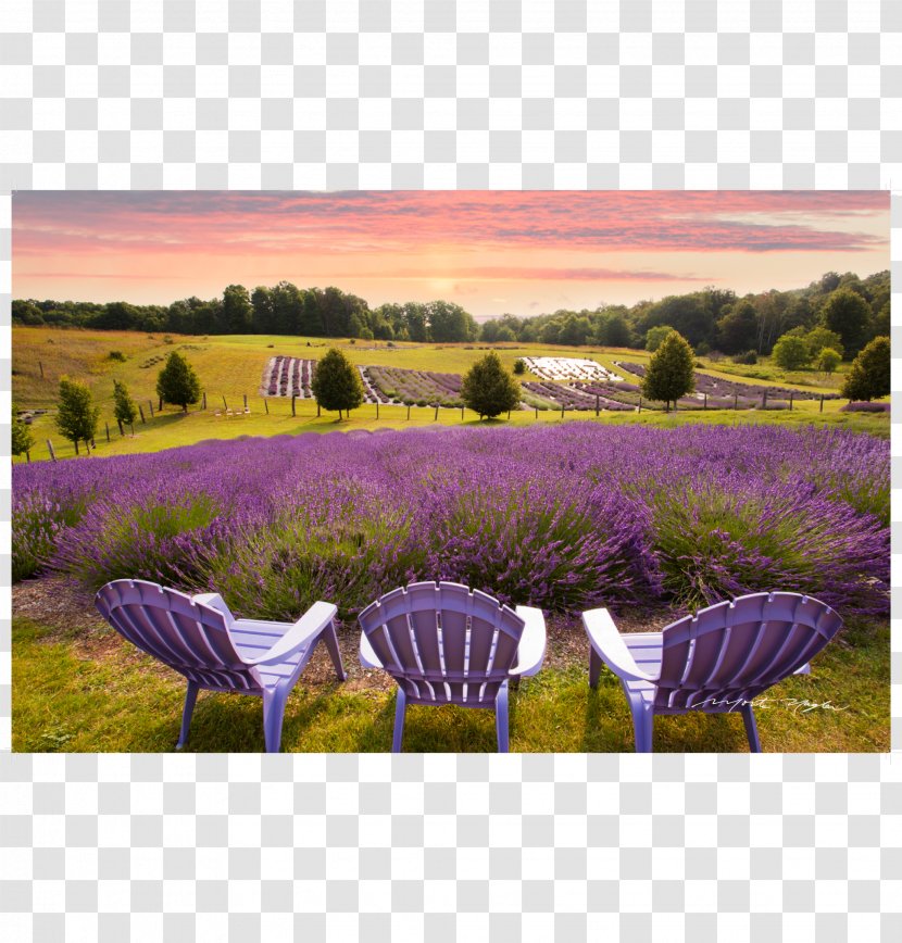 Horton Bay, Michigan Lansing Governor Of Work Art - Lavender - Farm Transparent PNG