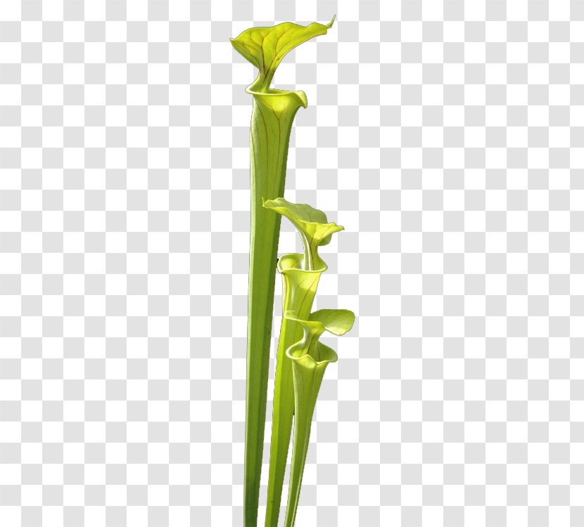 Plant Stem Vase Leaf Flower Transparent PNG