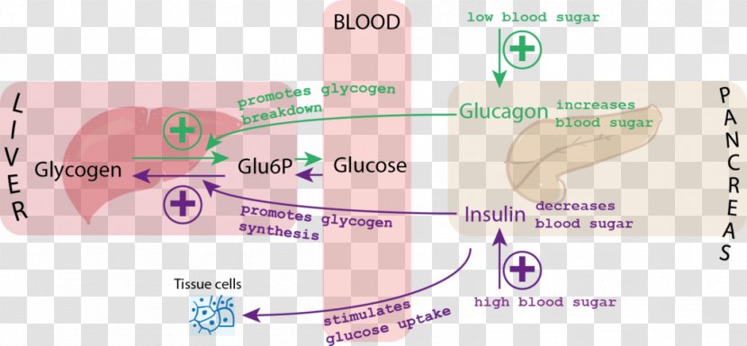 Blood Sugar Insulin Glucagon Glycemic Index - Text - Glucose Transparent PNG