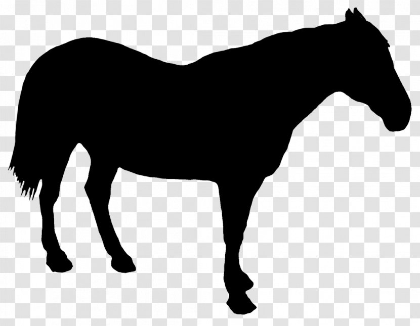 Draft Horse Drawing Silhouette - Royaltyfree - Riding Transparent PNG