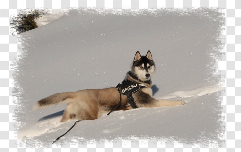 Siberian Husky Sakhalin Canadian Eskimo Dog Greenland Alaskan Malamute - American - SiBERIAN Transparent PNG