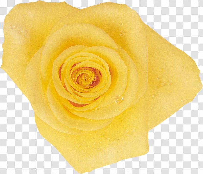 Beach Rose Garden Roses Rosaceae Cut Flowers - Heart - Yellow Transparent PNG