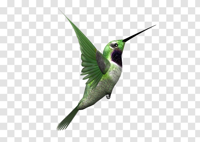 Hummingbird Clip Art Stock.xchng - Bird - Simple Transparent PNG