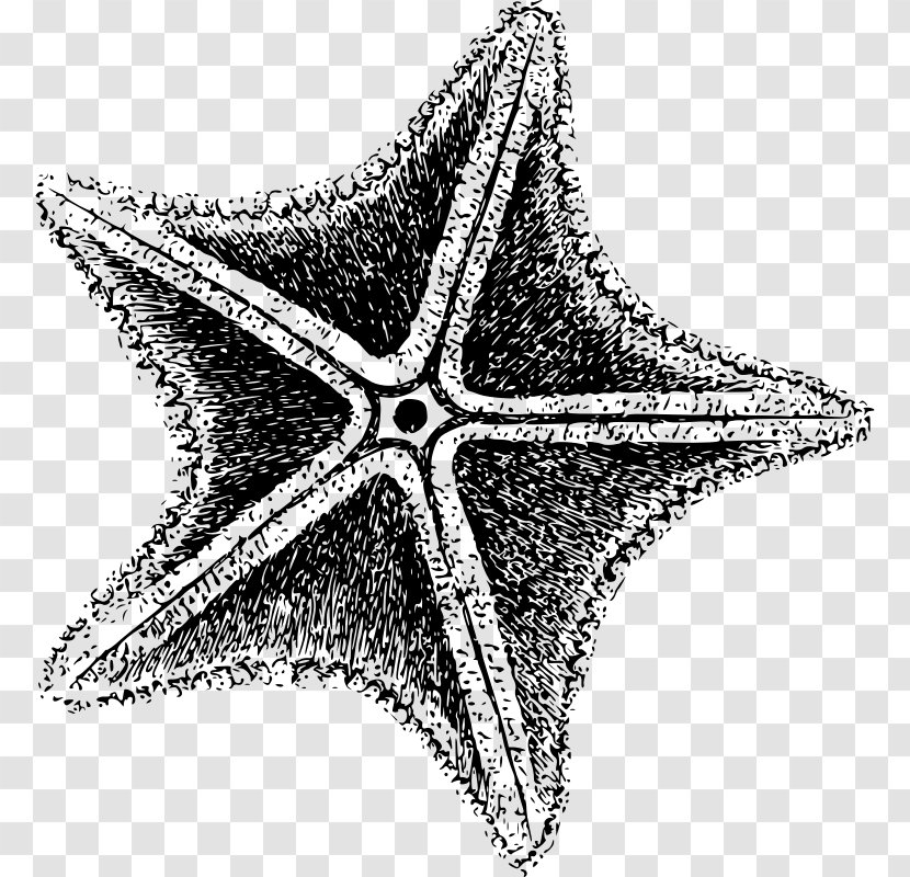 Starfish Invertebrate Clip Art - Sea Star Transparent PNG