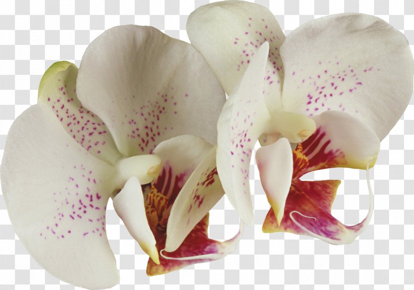 Cattleya Orchids Flower Rose - Orchid Transparent PNG